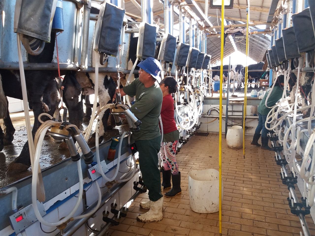 Girolando - Ranking Modalidade Rebanho 