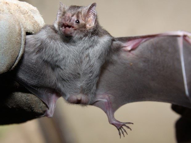 morcego-vampiro-raiva