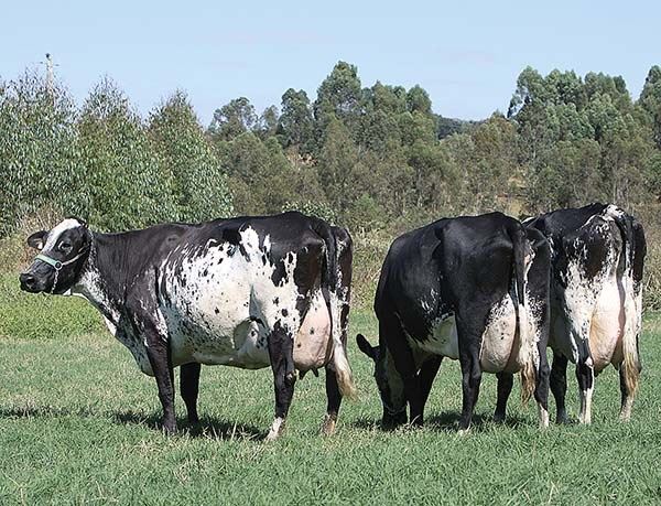 Seleção genômica em bovinos leiteiros Girolando