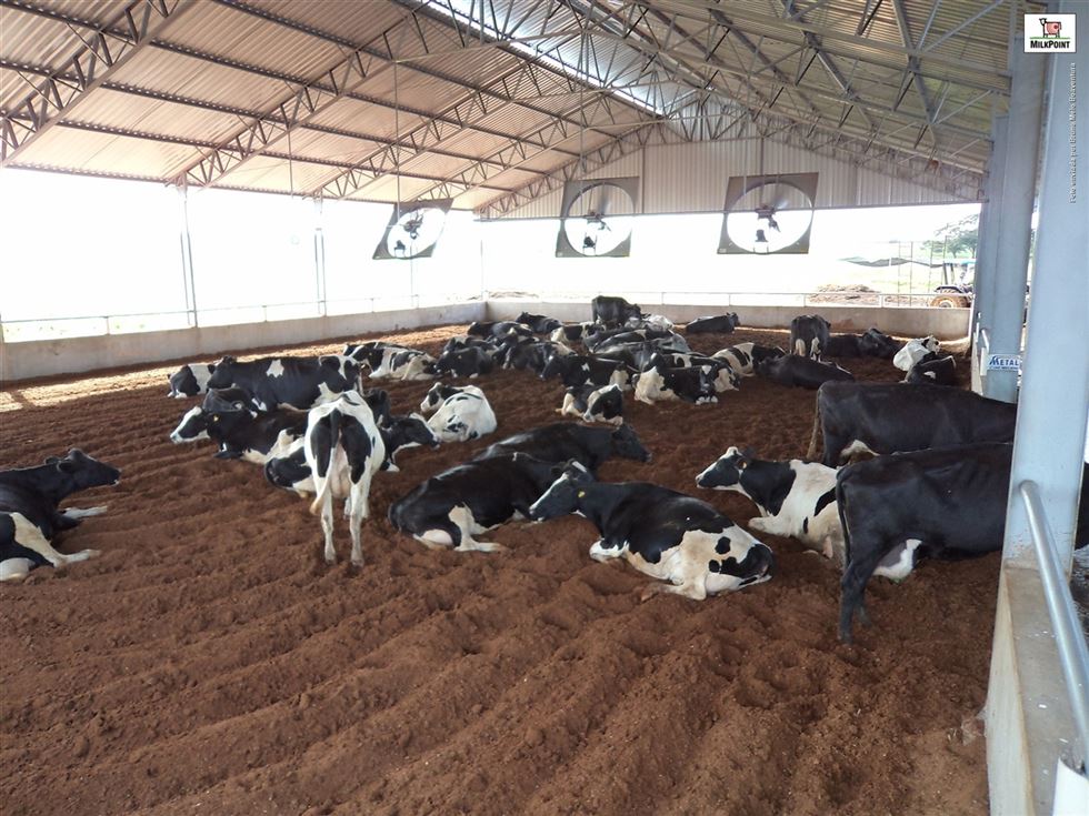 compost barn - produção de leite 
