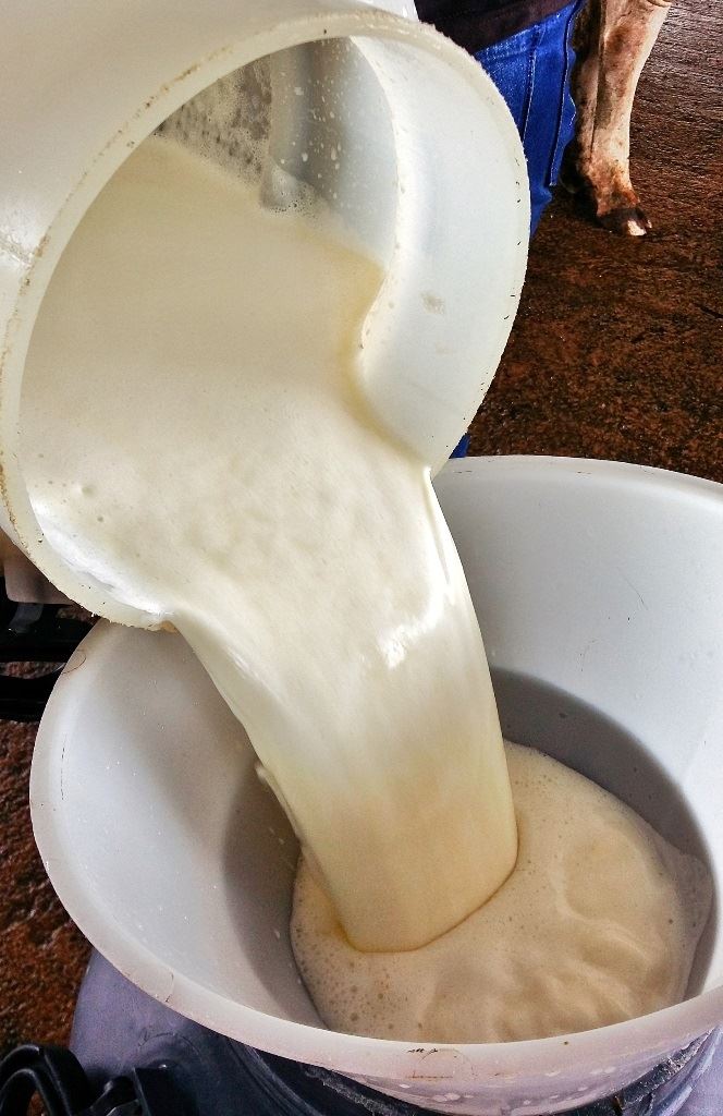 produção de leite em Rondônia 