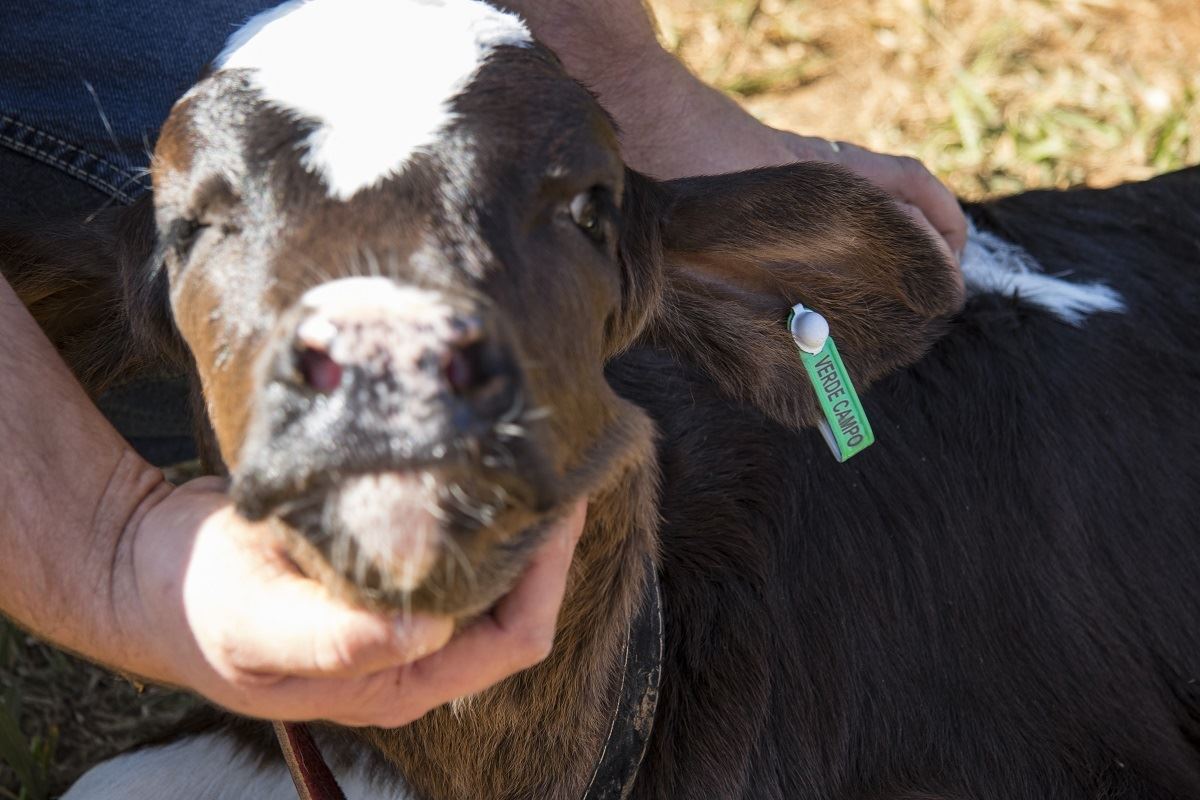 bezerra Verde Campo - +LEITE+SÓLIDOS 