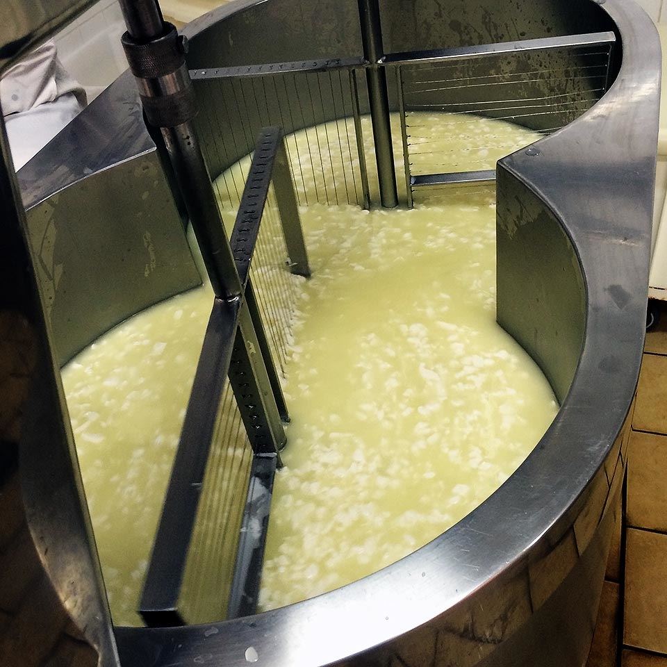 queijo prato - pesquisa Unicamp