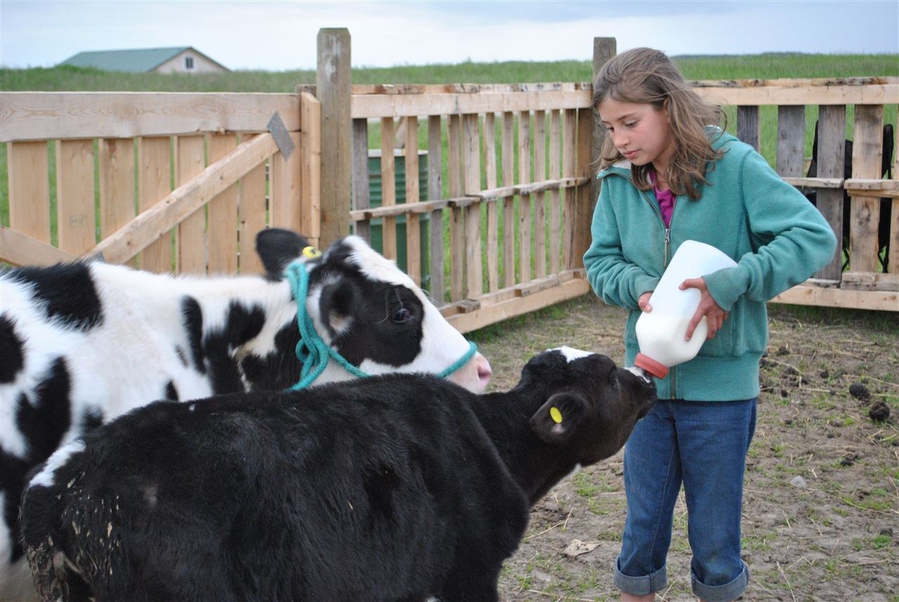 gado de leite - animais especiais 