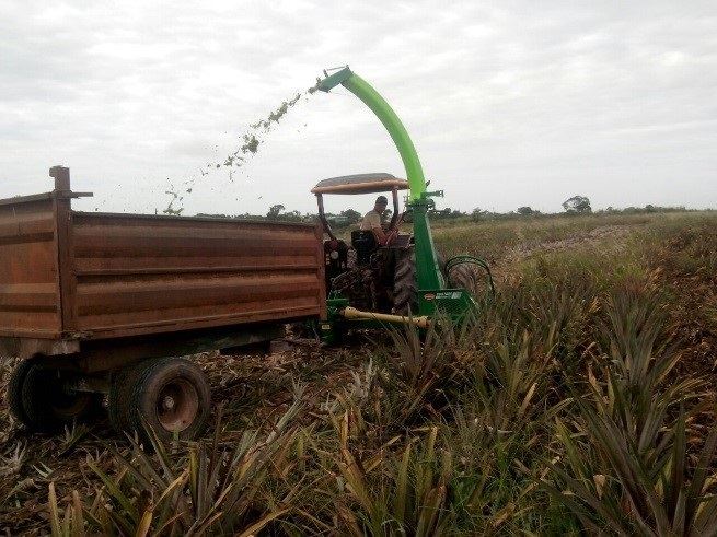 silagem do abacaxizeiro - alimentação de bovinos 