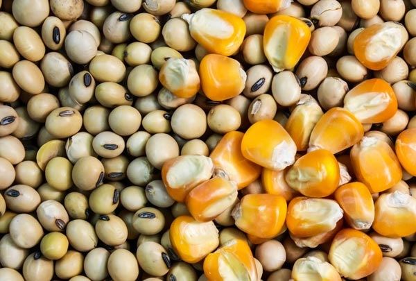 fretes - soja - milho - logística 