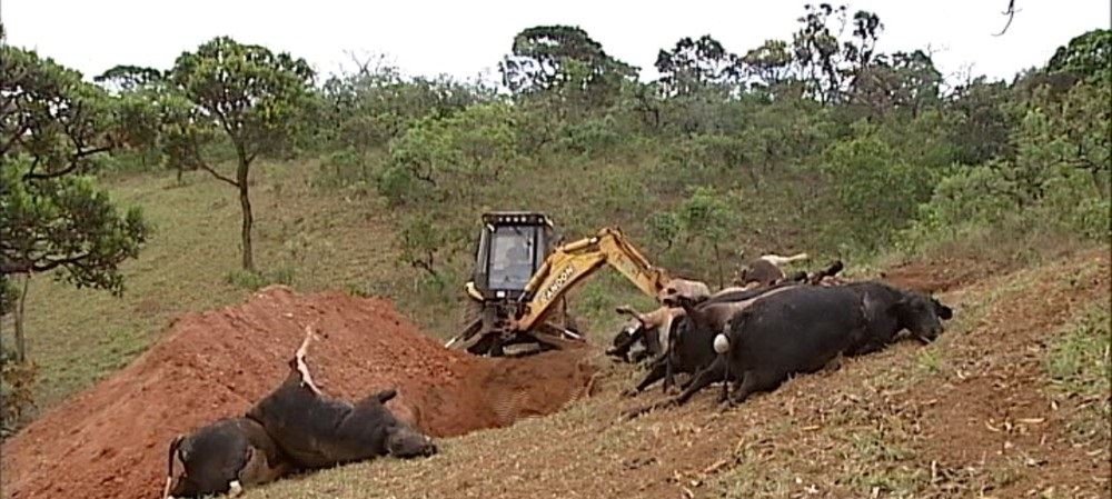 vacas morrem eletrocutadas 