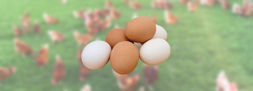 Nestlé se compromete a usar apenas ovos livres de gaiola até 2025