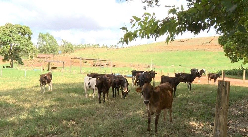 produção de leite - fazenda de recria 