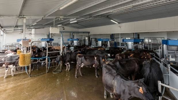 fazendas de leite robotizadas 