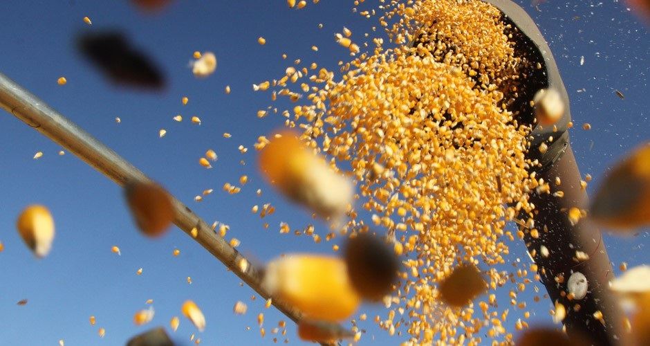 Conab recompõe estoque público de milho