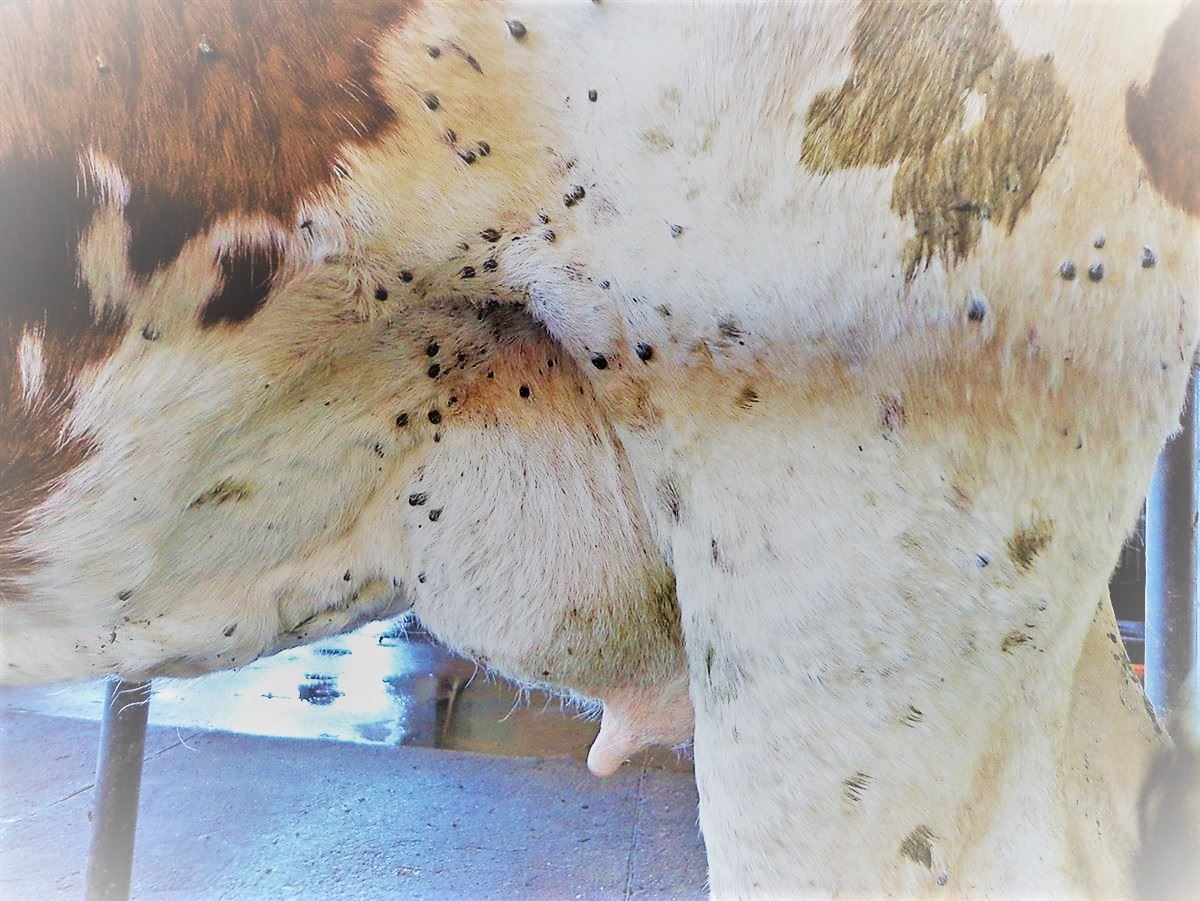 medidas para controlar o carrapato em bovinos