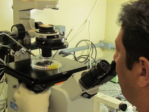 brasil exportará embriões bovinos para a Colômbia