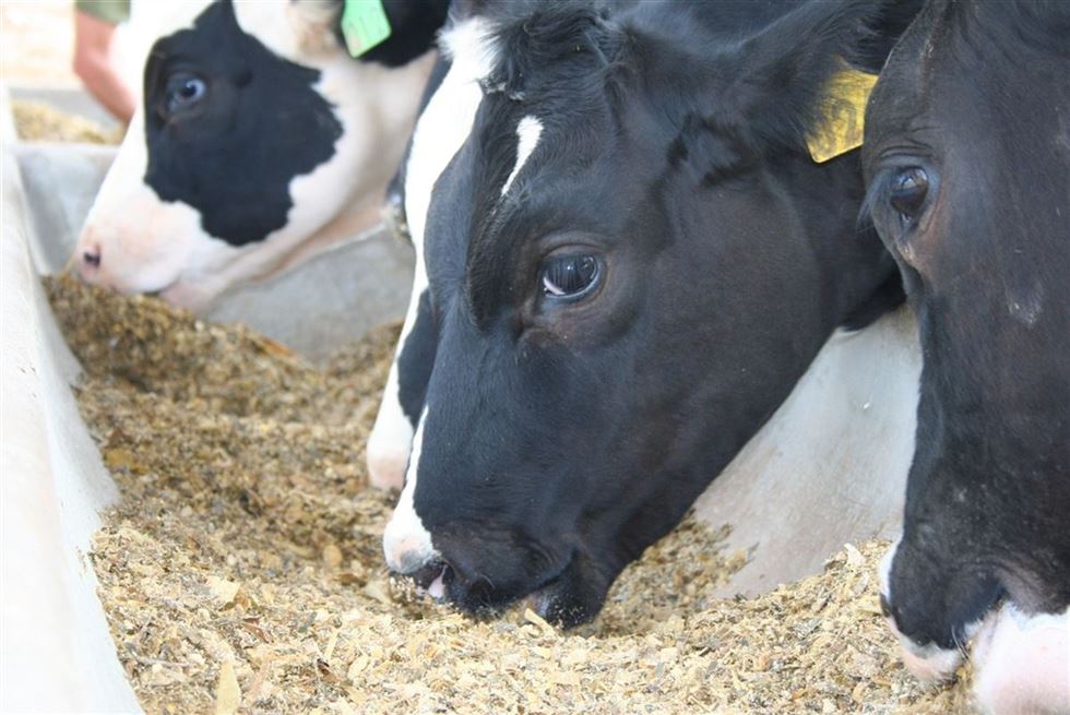 Comissão de Agricultura aprova isenção de tributos em ração de bovinos e búfalos 