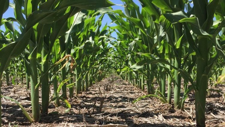 la niña - produção de grãos na Argentina 