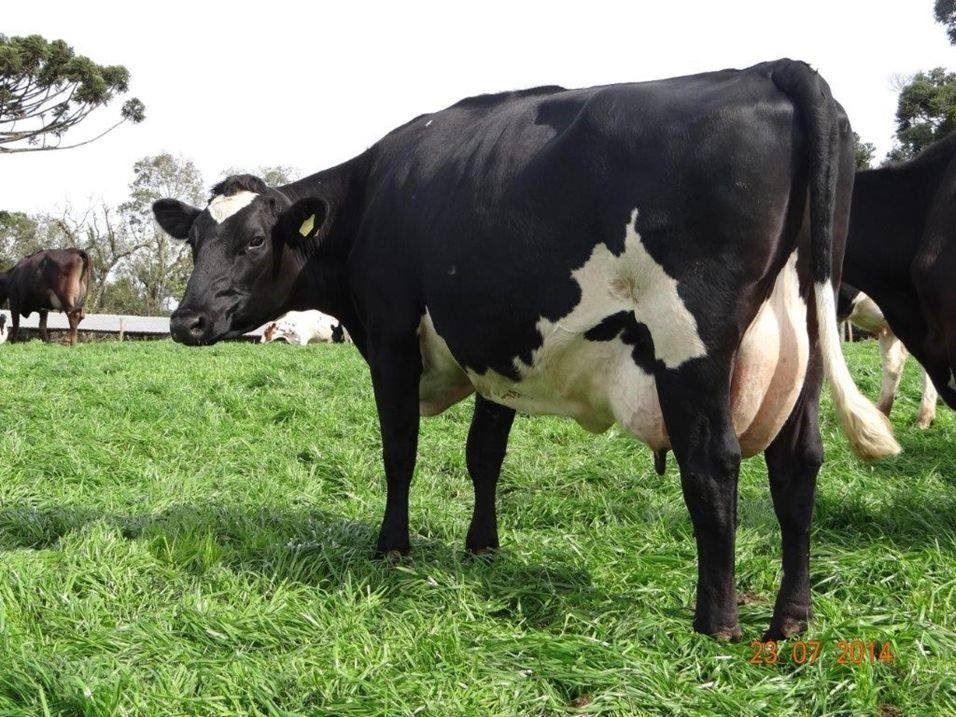 facilidade de parto - animais cruzados - raças leiteiras 