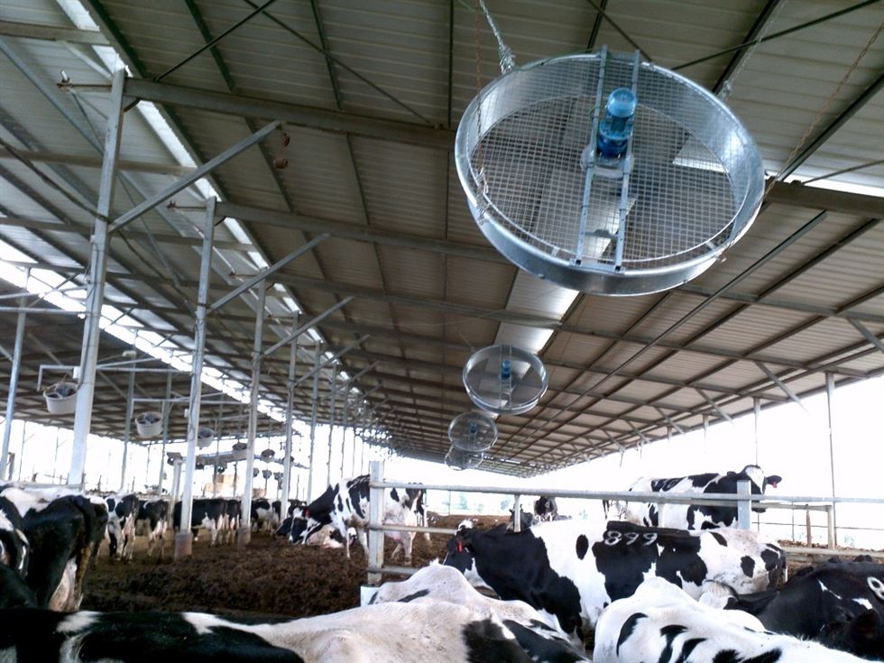 Figura 2. Método de resfriamento direto para vacas leiteiras confinadas