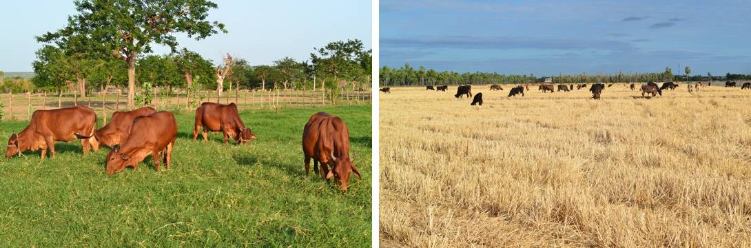 interleite - pasto - nordeste - vacas - pastagem