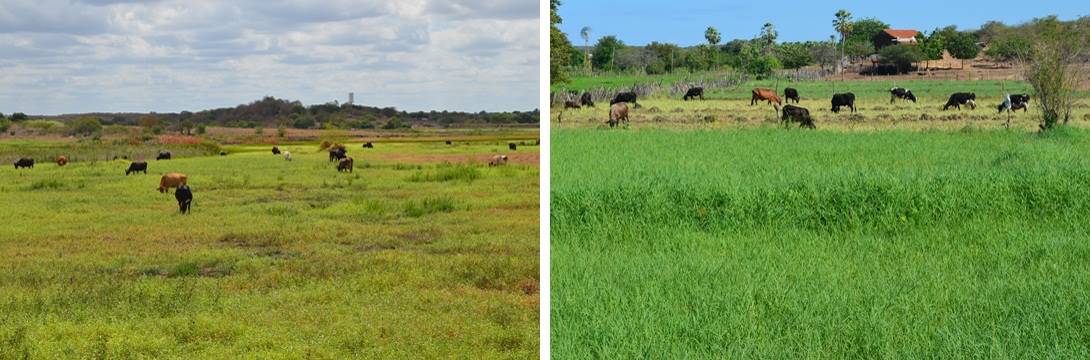 interleite - pasto - nordeste - vacas - pastagem