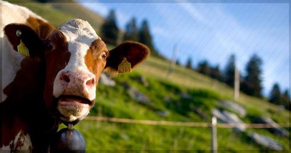 Vaca CO2 - Efeito Estufa - Poluição - Aquecimento Global - Gases