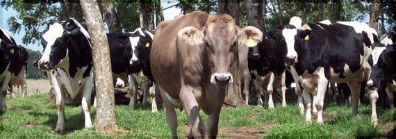 PR: Estado enrijece normas para garantir qualidade do leite