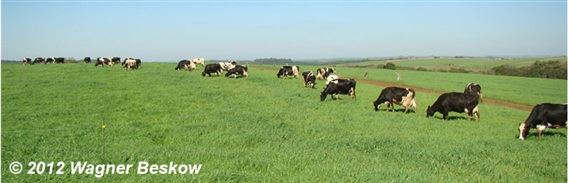 Vacas Holandês a pasto - Foto Wagner Beskow