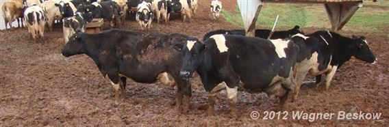 Vacas no barro - Foto Wagner Beskow
