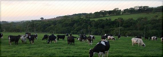 Leitor Questiona: Como calcular o volume de água para irrigação de 1,8 ha de Capim Vaquero?