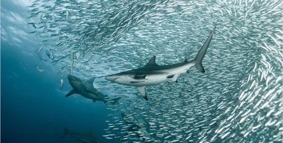 Tubarões e sardinhas do mercado.