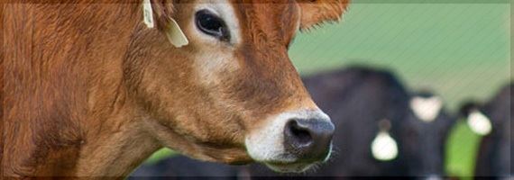 Produtores de leite australianos recebem credenciamento de sustentabilidade da Unilever