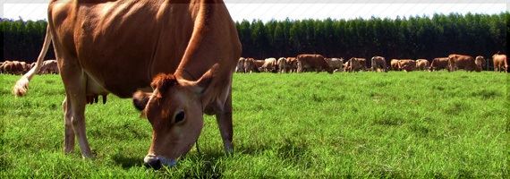 MT: Oferta de leite cresce e reduz preço pago ao produtor