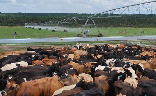 Neozelandeses anunciam expansão da Leitíssimo no Oeste baiano