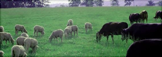 Projeto define critérios para teste de brucelose em animais
