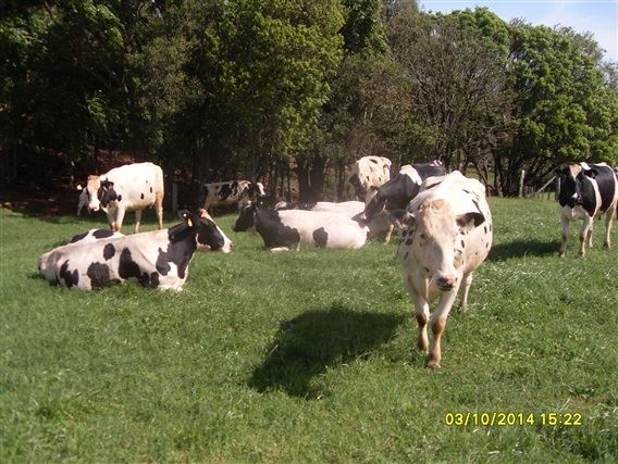 Vacas de alta produção