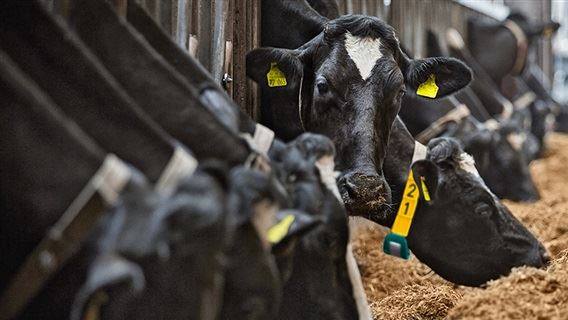 Atualidades na suplementação com aminoácidos protegidos para vacas leiteiras