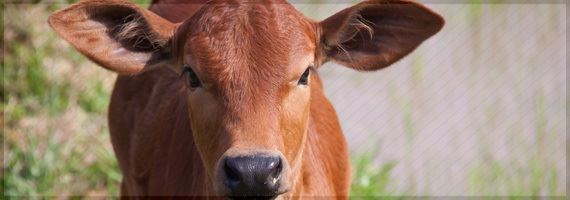 Vietnã quer comitê para elevar produção de leite e reduzir importação