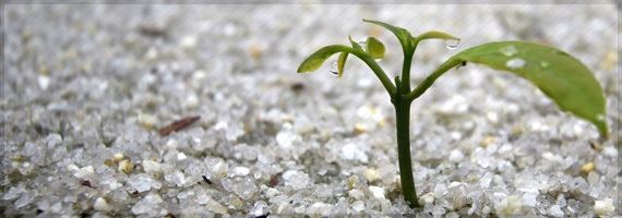 Dedução de imposto de renda para reflorestamento será votado nesta terça-feira