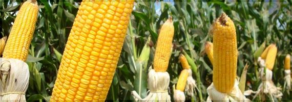 Milho perde para soja em área plantada na safra 2013/14, calcula Conab