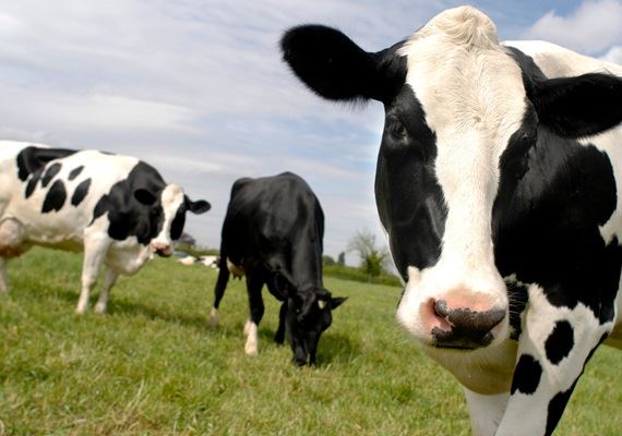 Gases de efeito estufa: outra razão para os produtores de leite se conectarem com os consumidores