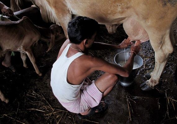 Disponibilidade de leite per capita na Índia está acima da média mundial