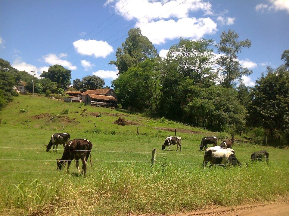 fazenda Família Acker - produção de leite