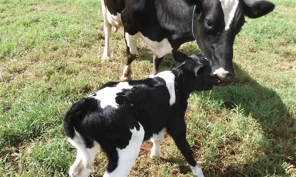 Gado de leite - Fazenda Família Acker