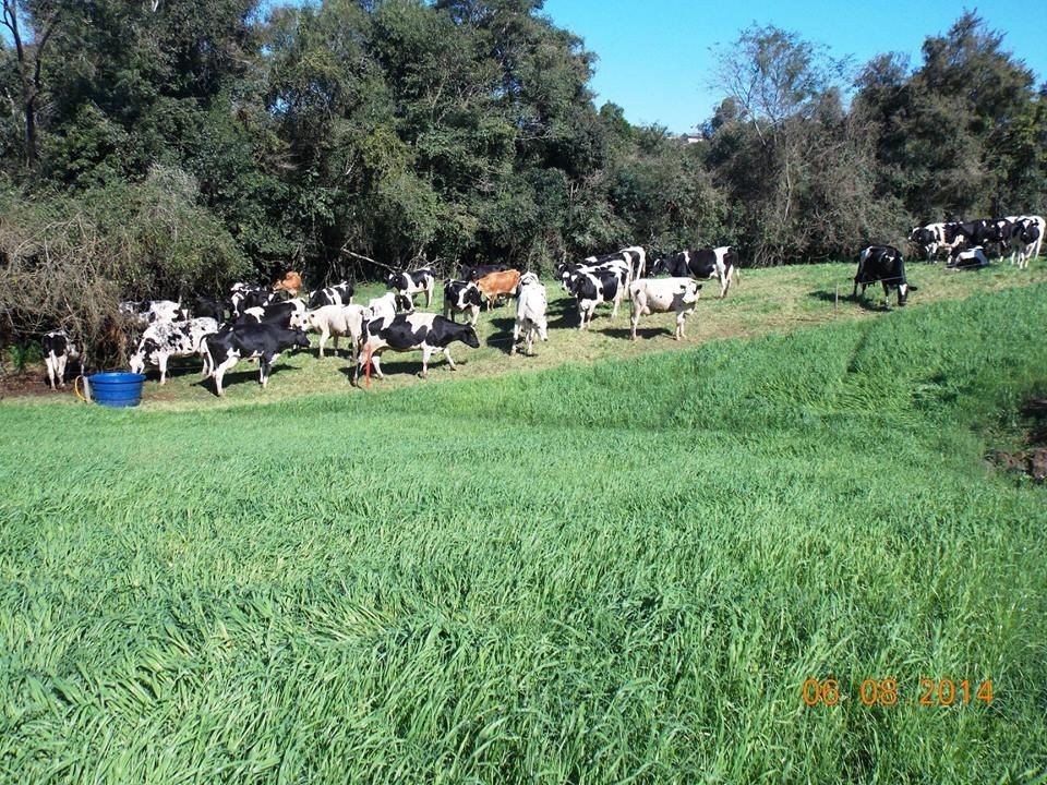 Rebanho de vacas - Fazenda Família Acker