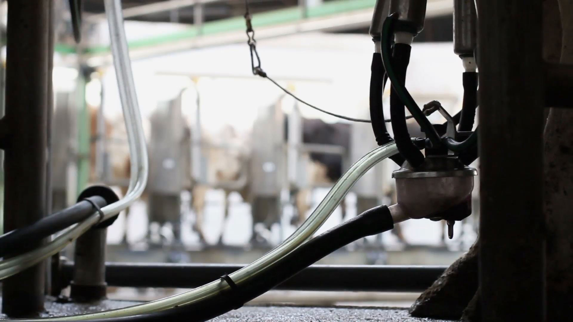 rio grande do sul: calamidade pública devido ao leite