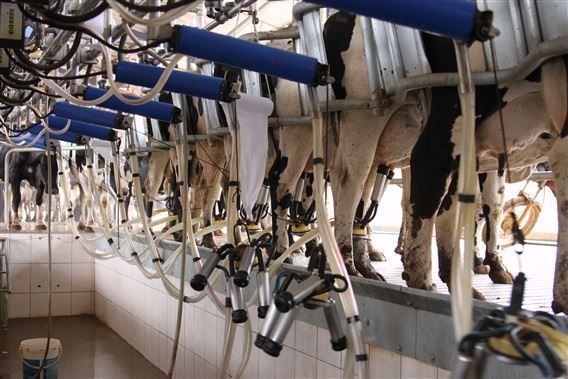 Eduardo Pinheiro - compost barn