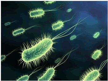 pesquisas com prebióticos