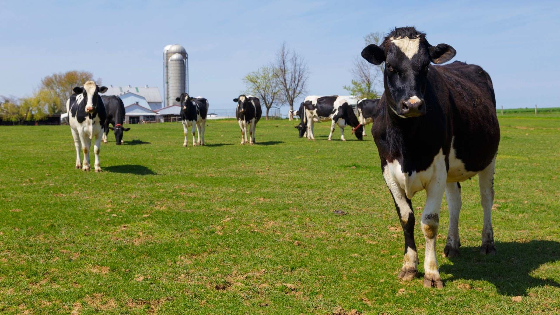número de fazendas leiteiras nos Estados Unidos
