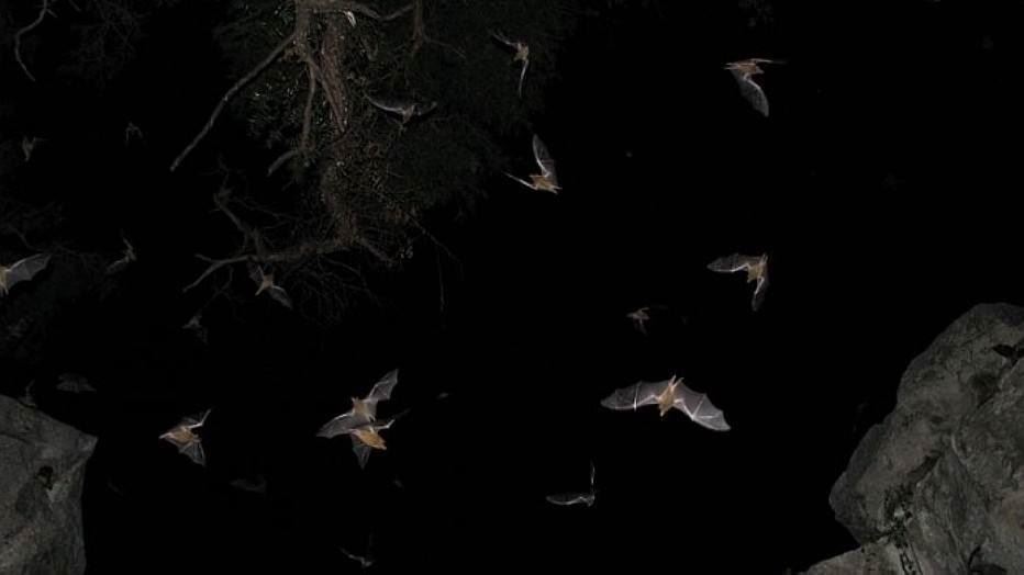 Principal transmissor da doença para os animais é o morcego hematófago, que se alimenta de sangue