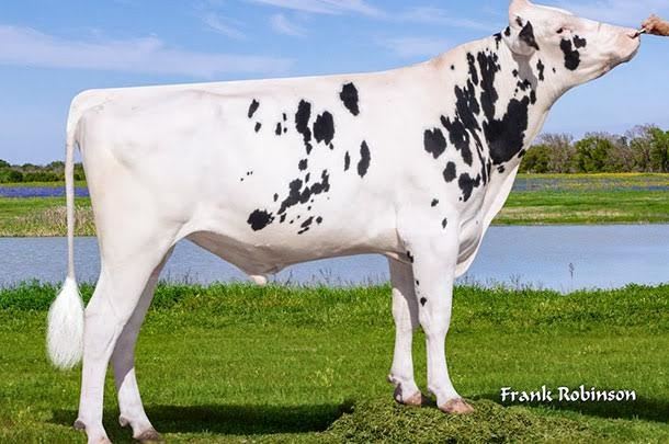 Pesquisadores desenvolvem vacas holandesas mais tolerantes ao calor