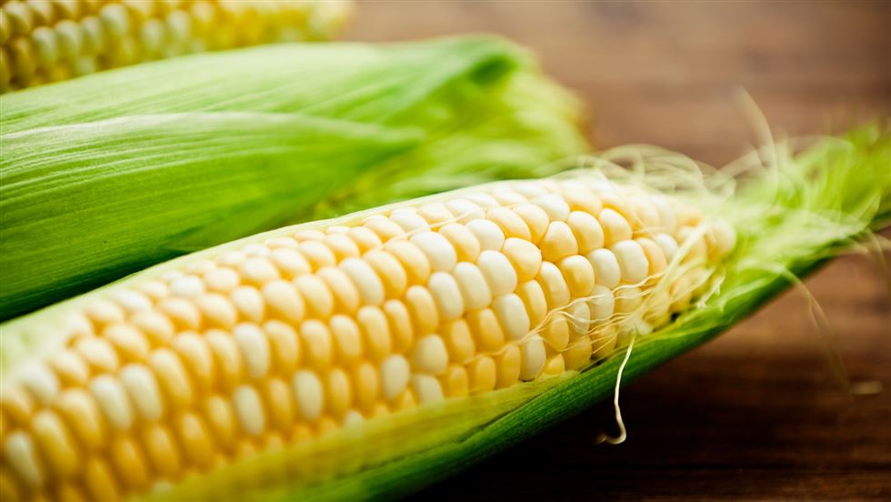 Governo fará leilões de estoques de milho da Conab